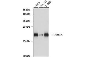 Western blot analysis of extracts of various cell lines, using TOMM22 antibody (ABIN7270931) at 1:3000 dilution. (TOMM22 antibody  (AA 1-83))