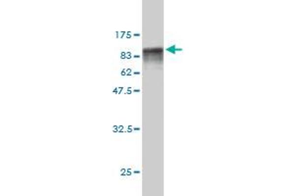 ITFG3 antibody  (AA 1-552)