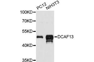 Western blot analysis of extracts of various cell lines, using DCAF13 antibody (ABIN6292434) at 1:3000 dilution. (DCAF13 antibody)