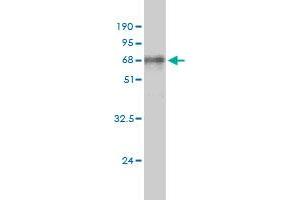 Western Blotting (WB) image for anti-Aldolase A, Fructose-Bisphosphate (ALDOA) (AA 1-364) antibody (ABIN559851)