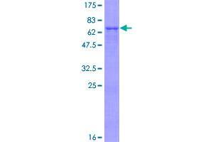 UQCRC2 Protein (AA 1-453) (GST tag)