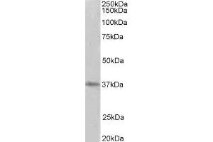 ABIN2564722 (2µg/ml) staining of HeLa lysate (35µg protein in RIPA buffer). (PRMT2 antibody  (Internal Region))