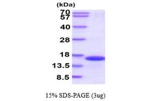 SDS-PAGE (SDS) image for FK506 Binding Protein 1B, 12.6 KDa (FKBP1B) (AA 1-108) protein (His tag) (ABIN667593) (FKBP1B Protein (AA 1-108) (His tag))