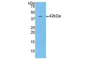 Detection of Recombinant HIST1H2AA, Human using Polyclonal Antibody to Histone Cluster 1, H2aa (HIST1H2AA) (HIST1H2AA antibody  (AA 2-131))
