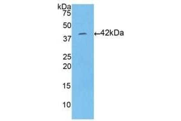 HIST1H2AA anticorps  (AA 2-131)
