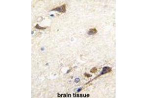 Immunohistochemistry (IHC) image for anti-Acetylcholinesterase (AChE) antibody (ABIN3003530) (Acetylcholinesterase antibody)