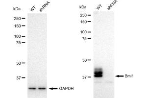 Western blotting analysis using Bmi1 antibody (ABIN7797772). (Recombinant BMI1 antibody)