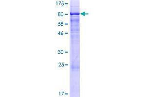 CSGALNACT2 Protein (AA 1-542) (GST tag)