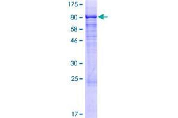 CSGALNACT2 Protein (AA 1-542) (GST tag)