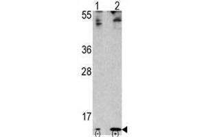 Image no. 2 for anti-Finkel-Biskis-Reilly Murine Sarcoma Virus (FBR-MuSV) Ubiquitously Expressed (FAU) (C-Term) antibody (ABIN357136) (FAU antibody  (C-Term))
