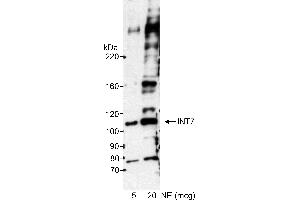 Western Blotting (WB) image for anti-Integrator Complex Subunit 7 (INTS7) (AA 850-900) antibody (ABIN7449405) (INTS7 antibody  (AA 850-900))