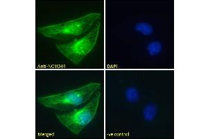 ABIN768617 Immunofluorescence analysis of paraformaldehyde fixed HeLa cells, permeabilized with 0.