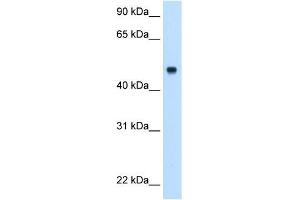 Complement C8b antibody used at 0. (C8B antibody  (Middle Region))