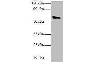 Western blot All lanes: CYP11A1 antibody at 2 μg/mL + Rat adrenal gland tissue Secondary Goat polyclonal to rabbit IgG at 1/10000 dilution Predicted band size: 61, 43 kDa Observed band size: 61 kDa