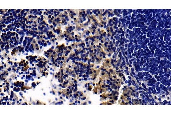 TLR5 antibody  (AA 693-858)