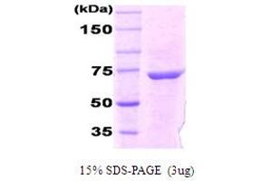 SDS-PAGE (SDS) image for DnaK (AA 1-638), (full length) protein (ABIN666804) (DnaK (AA 1-638), (full length) Protein)