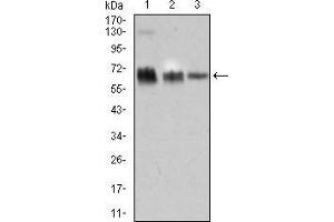 Western blot analysis using TRAFD1 mouse mAb against HEK293 (1), Raji (2), and Jurkat (3) cell lysate.