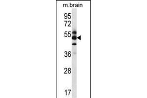 GPS1 Antibody (Center) (ABIN656634 and ABIN2845879) western blot analysis in mouse brain tissue lysates (35 μg/lane). (GPS1 antibody  (AA 141-170))