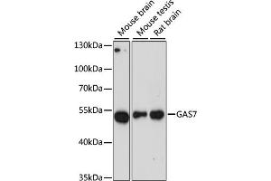 Western blot analysis of extracts of various cell lines, using G antibody (ABIN6130421, ABIN6140970, ABIN6140972 and ABIN6218456) at 1:3000 dilution. (GAS7 antibody  (AA 1-412))