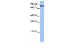 Image no. 1 for anti-Ubiquilin 3 (UBQLN3) (AA 157-206) antibody (ABIN6738890) (Ubiquilin 3 antibody  (AA 157-206))