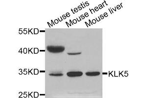 Western blot analysis of extracts of various cell lines, using KLK5 antibody (ABIN5971539) at 1:400 dilution. (Kallikrein 5 antibody)