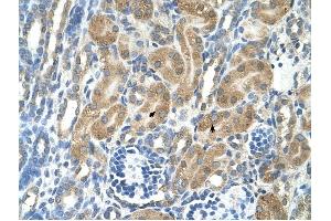 PARL antibody was used for immunohistochemistry at a concentration of 4-8 ug/ml to stain Epithelial cells of renal tubule (arrows) in Human Kidney. (PARL antibody  (N-Term))