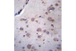 Immunohistochemistry analysis in formalin fixed and paraffin embedded human brain tissue reacted with NDUFAF4 Antibody (N-term) followed which was peroxidase conjugated to the secondary antibody and followed by DAB staining. (NDUFAF4 antibody  (N-Term))