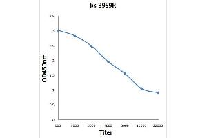 Antigen: 0. (NDUFV1 antibody  (AA 41-140))