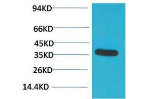 Western Blotting (WB) image for anti-Glyceraldehyde-3-Phosphate Dehydrogenase (GAPDH) antibody (ABIN3179111) (GAPDH antibody)