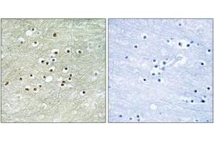 Immunohistochemistry analysis of paraffin-embedded human brain tissue, using NPAS4 Antibody.