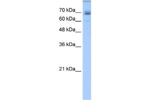 WB Suggested Anti-LNX1 Antibody Titration:  1.