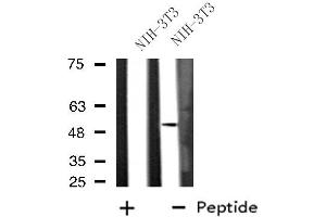 Western blot analysis of extracts from NIH-3T3 cells, using DUSP10 antibody.