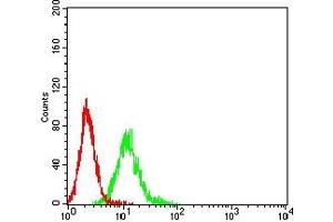 Flow cytometric analysis of K562 cells using CEACAM5 mouse mAb (green) and negative control (red). (CEACAM5 antibody  (AA 35-165))