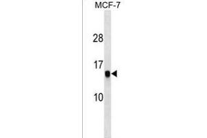HIST1H2AG Antibody (C-term) (ABIN1536631 and ABIN2850050) western blot analysis in MCF-7 cell line lysates (35 μg/lane). (HIST1H2AG antibody  (C-Term))