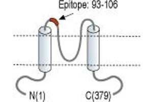 Representative domain view of the target of ABIN7043471.