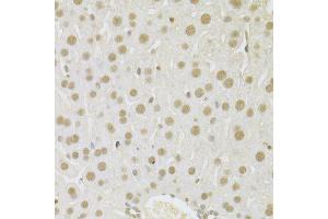 Immunohistochemistry of paraffin-embedded mouse liver using SFN Antibody. (14-3-3 sigma/SFN antibody  (AA 1-248))
