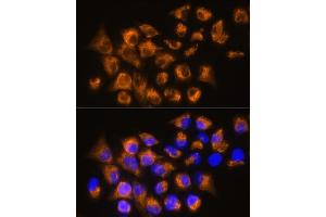 Immunofluorescence analysis of HeLa cells using  Rabbit pAb (ABIN6134011, ABIN6136599, ABIN6136600 and ABIN6224718) at dilution of 1:100. (ADRB3 antibody  (AA 1-100))