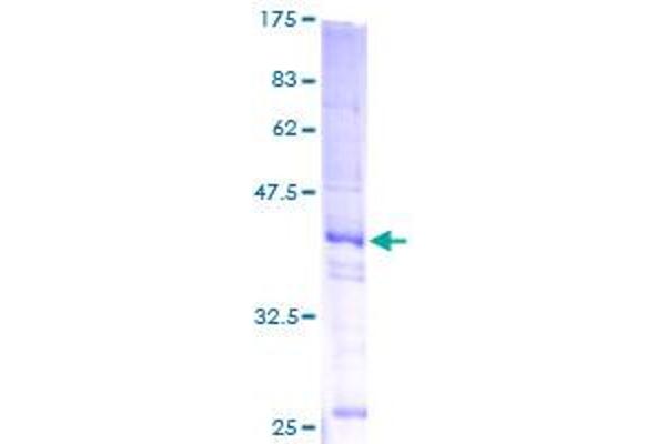 H2AFZ Protein (AA 1-128) (GST tag)
