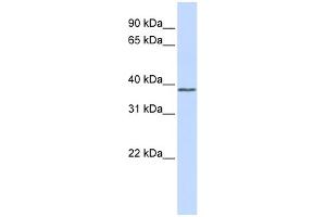 WB Suggested Anti-ATF4 Antibody Titration:  0. (ATF4 antibody  (Middle Region))