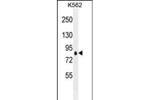 RPS6KA1 antibody (ABIN659087 and ABIN2838075) western blot analysis in K562 cell line lysates (35 μg/lane). (RPS6KA1 antibody)