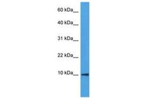 DEFB4A antibody  (AA 6-55)