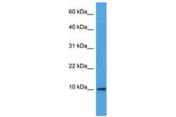 DEFB4A antibody  (AA 6-55)