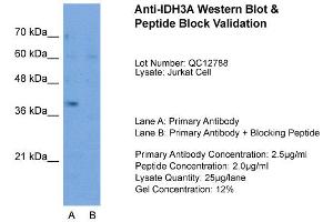 Host:  Rabbit  Target Name:  IDH3A  Sample Type:  Jurkat  Lane A:  Primary Antibody  Lane B:  Primary Antibody + Blocking Peptide  Primary Antibody Concentration:  2. (IDH3A antibody  (N-Term))