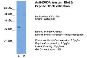 Host:  Rabbit  Target Name:  IDH3A  Sample Type:  Jurkat  Lane A:  Primary Antibody  Lane B:  Primary Antibody + Blocking Peptide  Primary Antibody Concentration:  2.