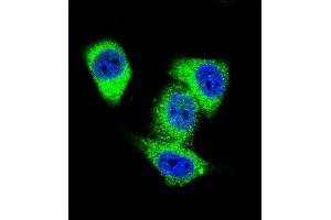 Confocal immunofluorescent analysis of TOP2A Antibody (C-term) (ABIN653195 and ABIN2842744) with Hela cell followed by Alexa Fluor 488-conjugated goat anti-rabbit lgG (green). (Topoisomerase II alpha antibody  (C-Term))