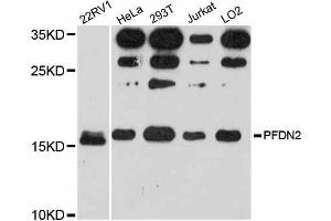 Western blot analysis of extracts of various cell lines, using PFDN2 antibody.