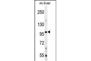 Bmp1 Antibody  (ABIN388451 and ABIN2848776) western blot analysis in mouse liver tissue lysates (35 μg/lane). (BMP1 antibody  (C-Term))