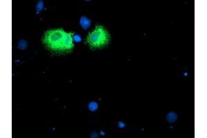 Anti-IDS mouse monoclonal antibody (ABIN2455542) immunofluorescent staining of COS7 cells transiently transfected by pCMV6-ENTRY IDS (RC219187). (IDS antibody)