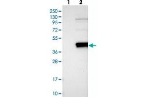 Western blot analysis of Lane 1: Negative control (vector only transfected HEK293T lysate), Lane 2: Over-expression Lysate (Co-expressed with a C-terminal myc-DDK tag (~3. (SLAMF9 antibody)