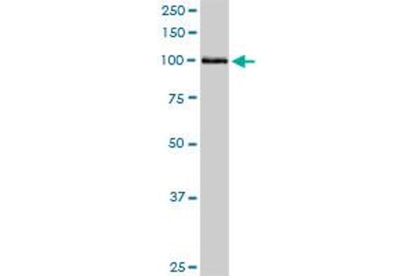 HSPA4 antibody  (AA 1-840)